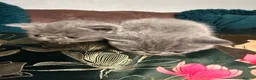 Exotic cats for sale: Exotic Shorthair Kittens For Sale - Advert 13
