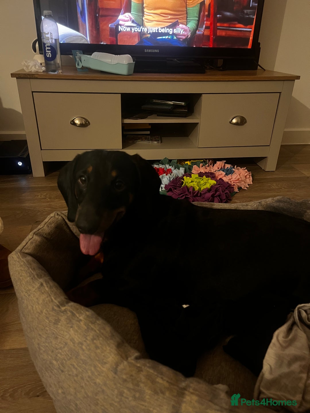 Dachshund dogs for sale: Standard Dachshund- Rehoming - Image 2