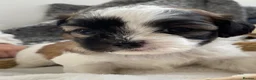 Zuchon dogs for sale: Zuchon puppies for sale in Great Yarmouth - Advert 28
