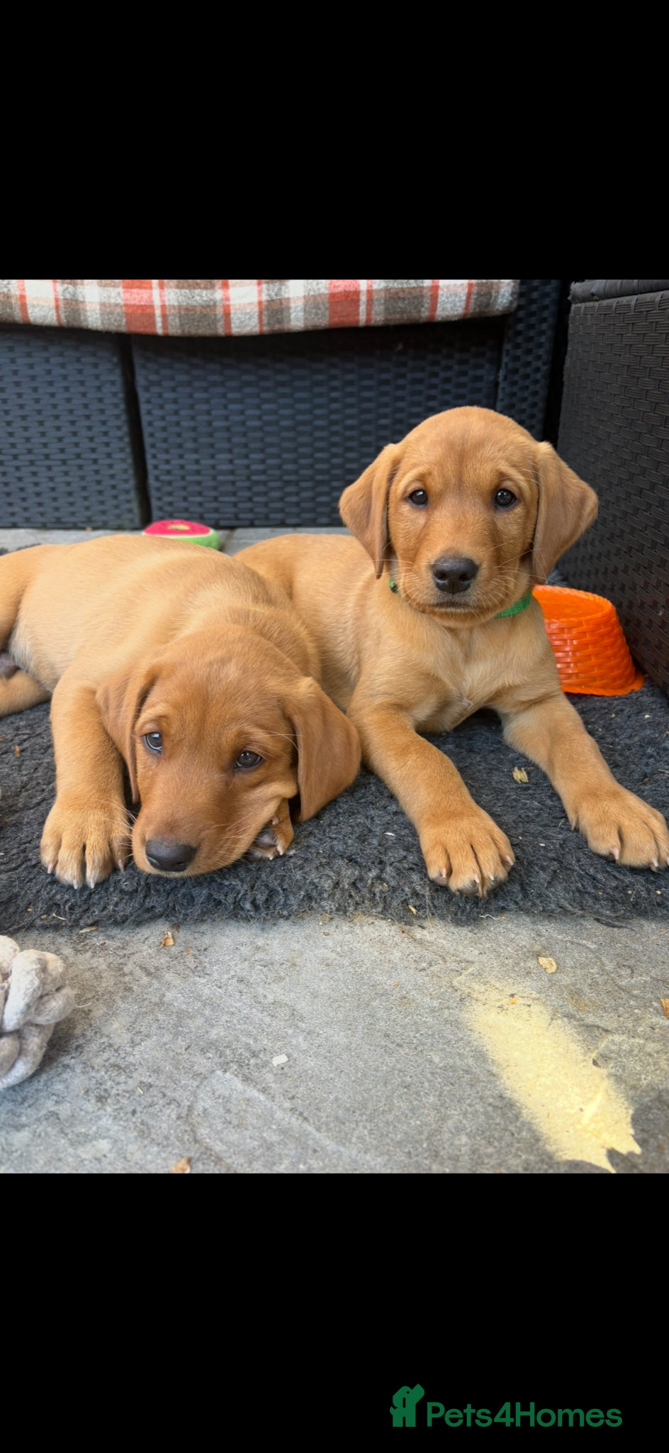 Labrador Retriever dogs Fox red Labrador  - Advert 1