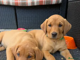 Labrador Retriever dogs Fox red Labrador - Advert 13