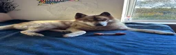 Siberian Husky dogs for sale: Beautiful puppies  - Advert 4