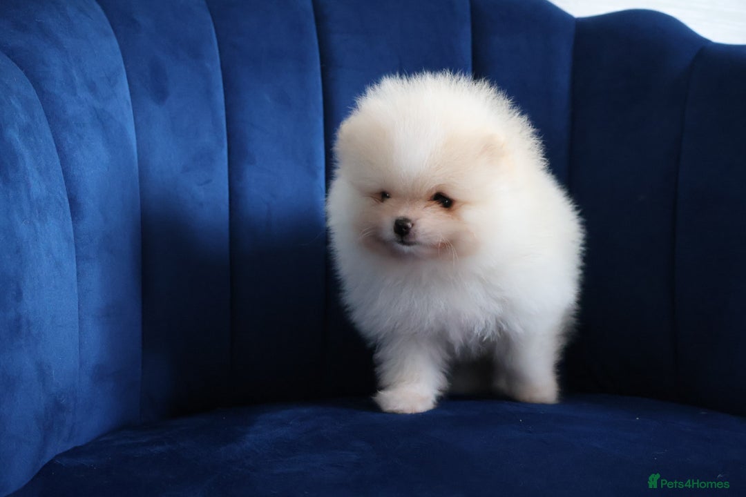 Pomeranian dogs for sale: READY NOW-REDUCED!! TRUE TEDDY BEAR POMERANIAN - Image 30