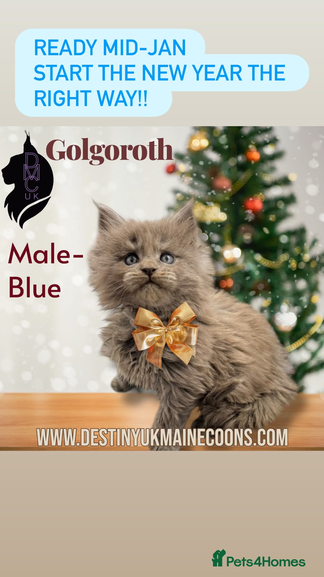 Maine Coon cats for sale: 2 Solid Blue Males  - Advert 1