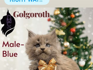 Maine Coon cats 2 Solid Blue Males - Advert 1