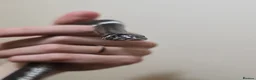 Snake reptiles for sale: Tri colour hognose snake  - Advert 5