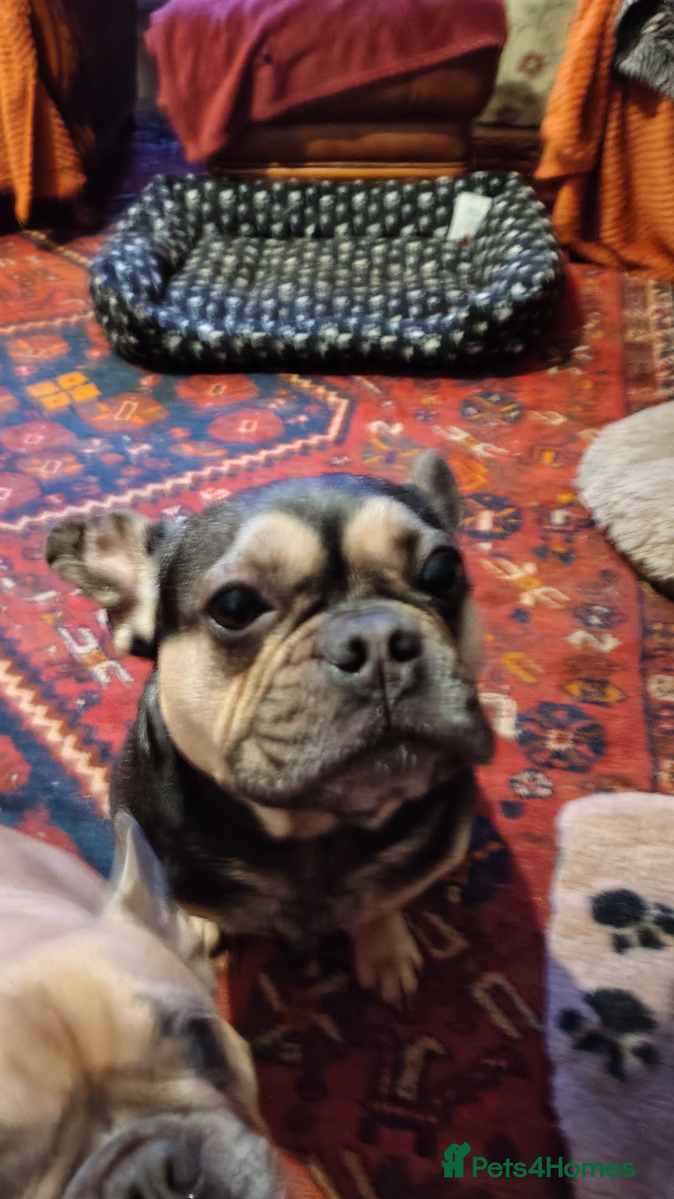 French Bulldog dogs Loving Chap - Advert 2