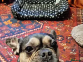 French Bulldog dogs Loving Chap - Advert 2