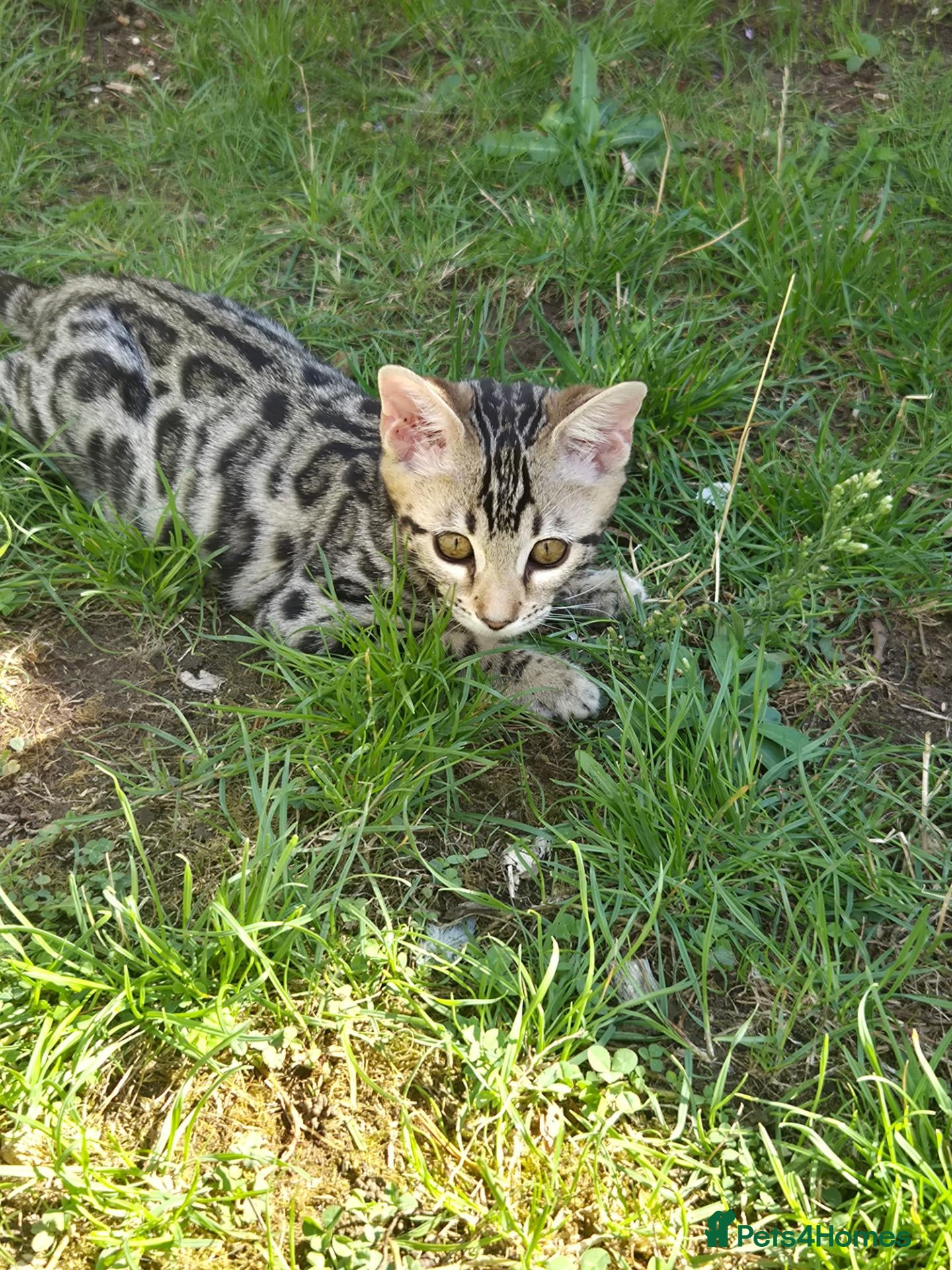 Bengal cats 🥰 Only 2 Bengal Kittens Left – Don’t Miss Out!”🫶 - Advert 2