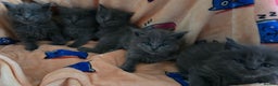 Maine Coon cats for sale: Maine coon kittens  - Advert 1