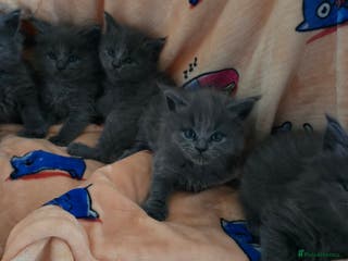 Maine Coon cats Maine coon kittens - Advert 2