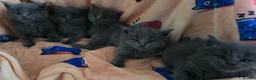 Maine Coon cats for sale: Maine coon kittens  - Advert 4