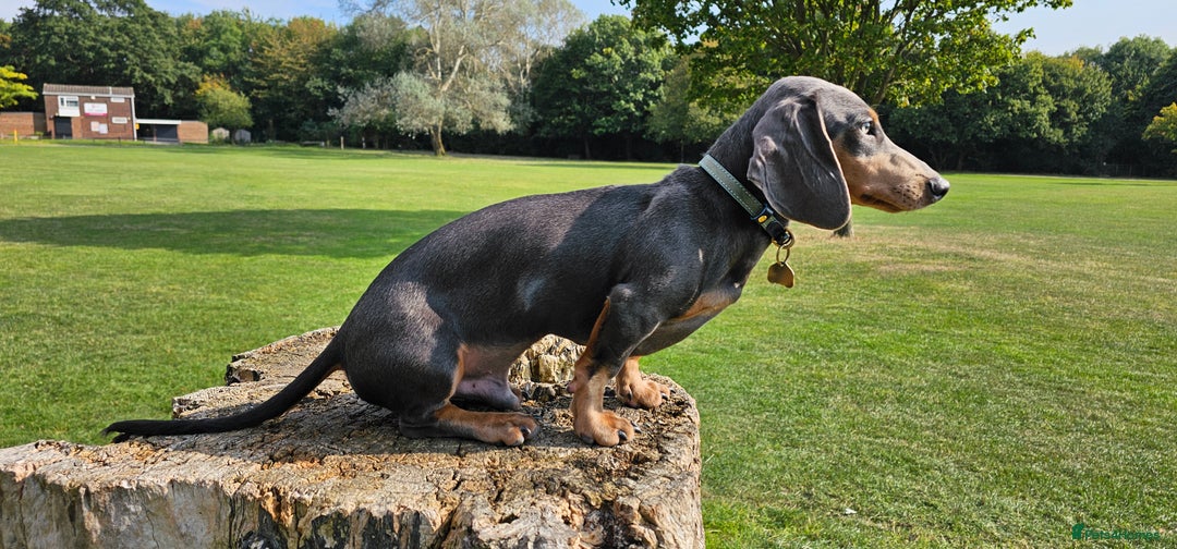 Miniature Dachshund dogs for stud: ⭐️KING PIRI (BLUE AND TAN) KC REG PROVEN Stud⭐️ in Bromley - Advert 10