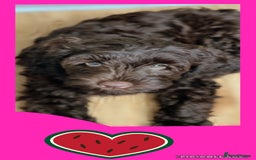 Australian Labradoodle dogs for sale: 1 girl left Adorable ♥️ Australian Labradoodles  - Image 3