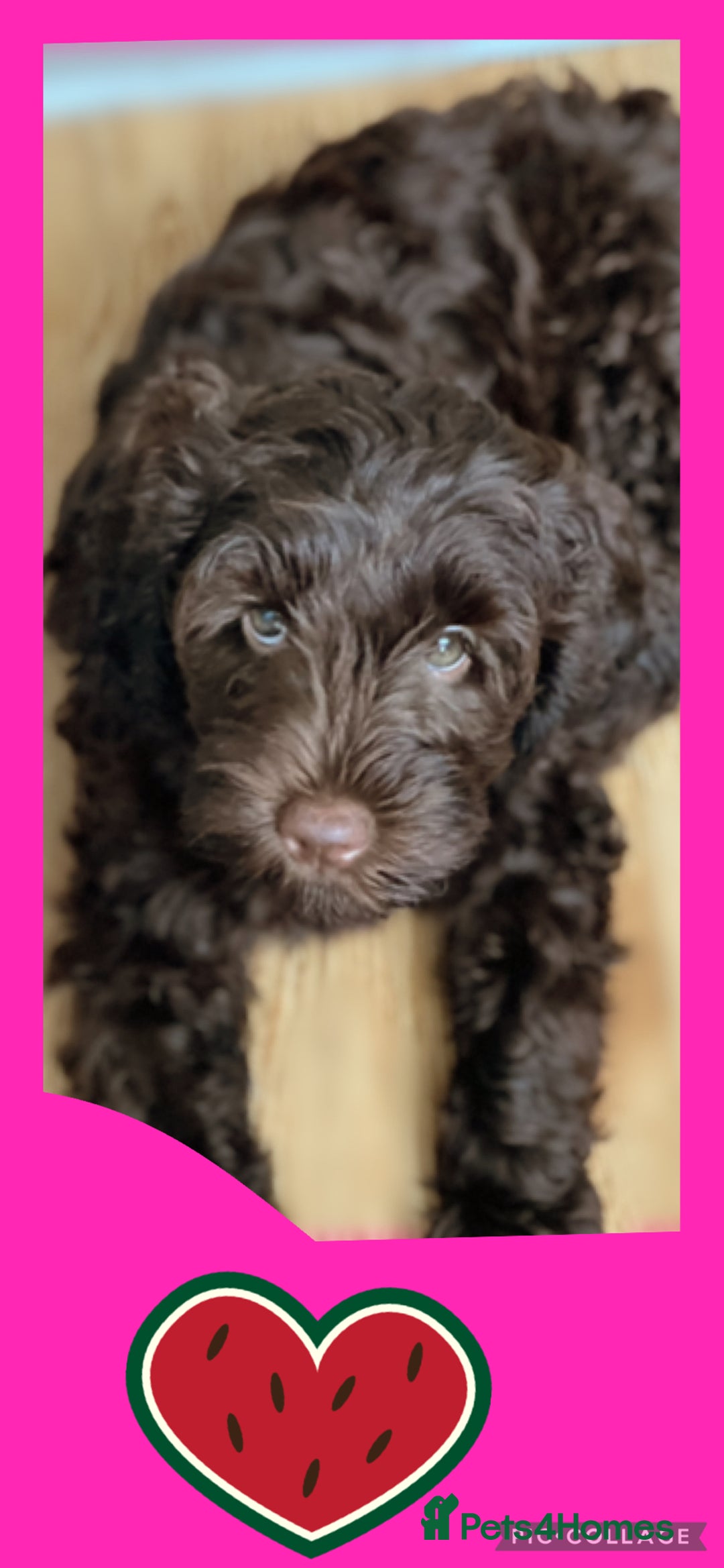 Australian Labradoodle dogs for sale: 1 girl left Adorable ♥️ Australian Labradoodles  - Image 3