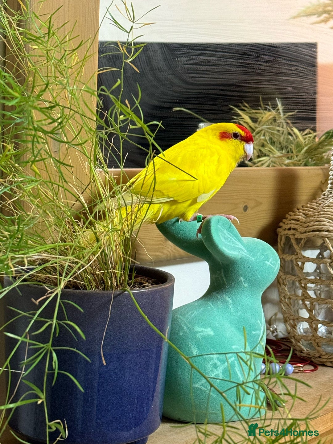 Parrots birds for sale:  Kakariki Pair + Male Indian Ringneck for Sale - Image 2