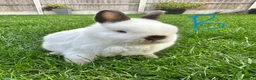 Netherland Dwarf rabbits for sale: Netherland Dwarf Rabbits for sale  - Advert 13