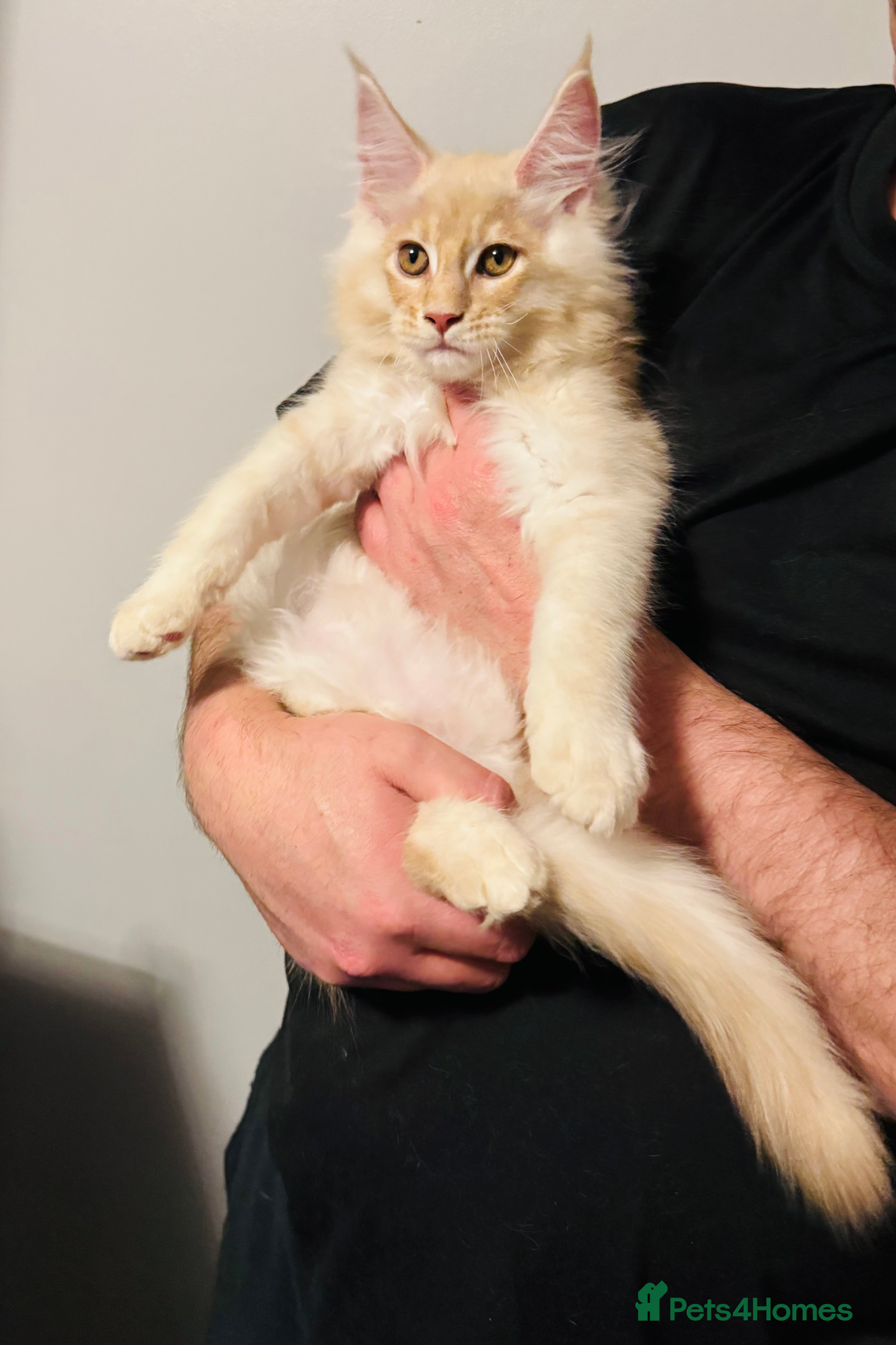 Maine Coon cats Ready to go TICA Maine Coon kittens active availab - Advert 5