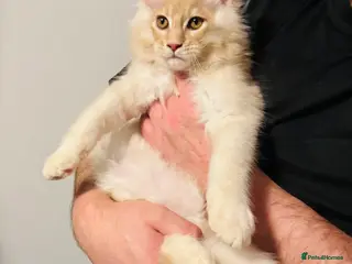 Maine Coon cats Ready to go TICA Maine Coon kittens active availab - Advert 5