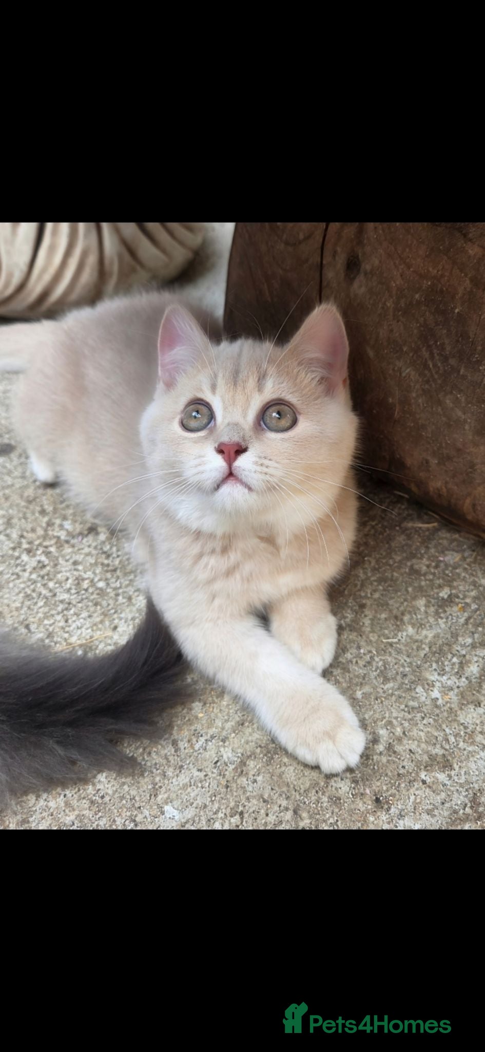 British Shorthair cats 💖 GCCF Active Registered Female 💖 - Advert 1