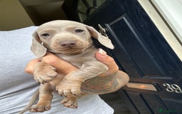 Dachshund dogs for sale: Miniature dachshund  - Advert 31