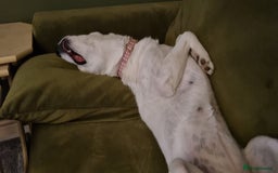 Mixed Breed dogs for sale: Dalsky looking for forever home - Image 11