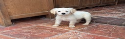 Golden Retriever dogs for sale: GOLDEN RETRIEVER PUPPIES BRED FOR TEMPERAMENT - Advert 12