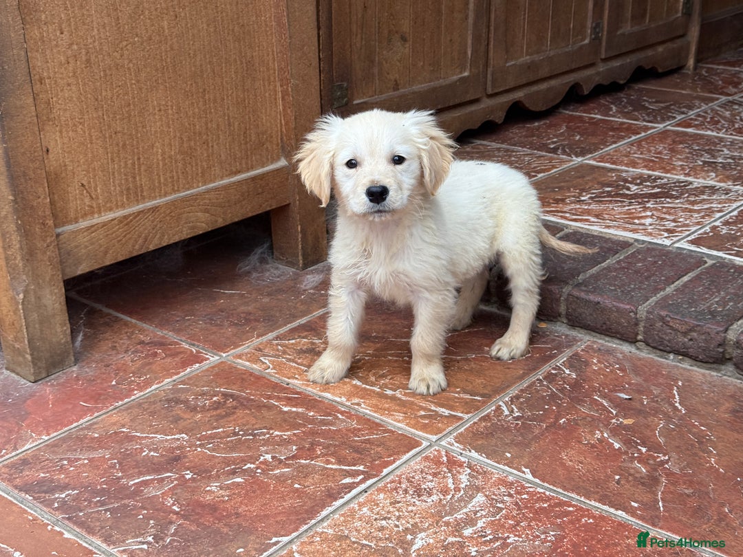 Golden Retriever dogs for sale: GOLDEN RETRIEVER PUPPIES BRED FOR TEMPERAMENT - Advert 12