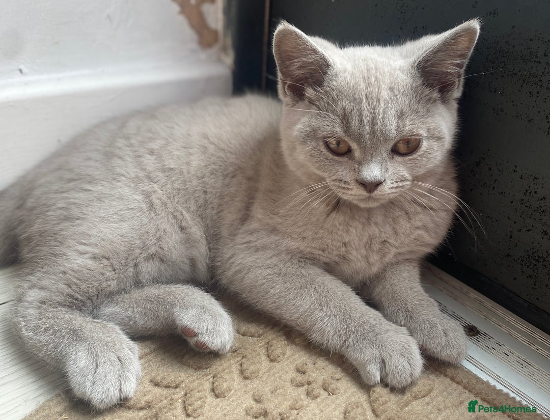 British Shorthair cats for sale: 🐾 TOP QUALLITY LILAC BSH reg GCCF purebred 🐾 - Image 18