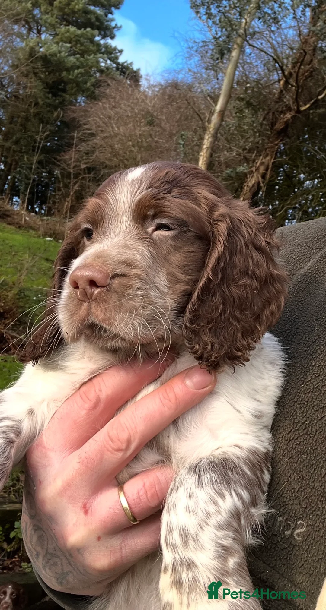 Sprocker dogs for sale: Sprocker puppies for sale  - Advert 3