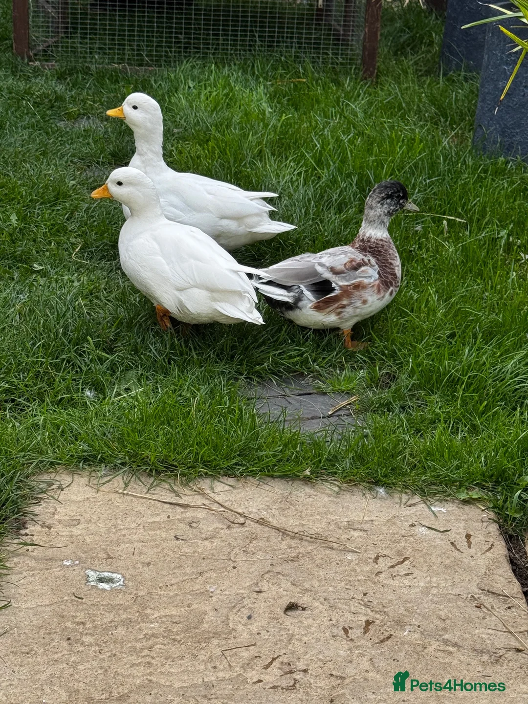 Ducks poultry for sale: Male Call ducks  - Advert 8