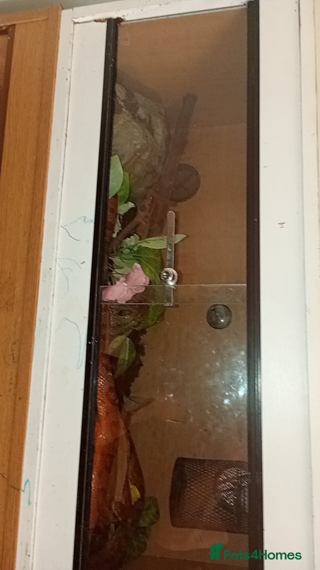 Python Snake reptiles 4 snakes for sale 3 Bally pythons 1 cor snake  - Advert 14