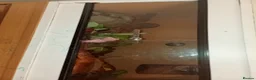 Python Snake reptiles for sale: 4 snakes for sale 3 Bally pythons 1 cor snake  in Rugeley - Advert 1