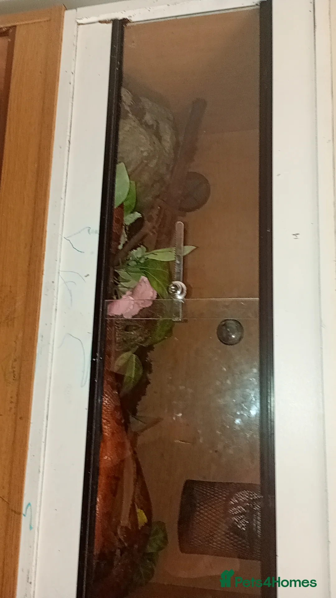 Python Snake reptiles for sale: 4 snakes for sale 3 Bally pythons 1 cor snake  in Rugeley - Advert 1