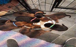 Mixed Breed dogs for sale: Rottweiler/pressa f1 - Image 7