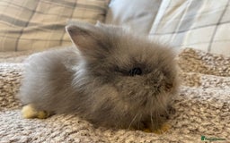 Lionhead rabbits for sale: 5 female Double Mane Lion head Doe’s for sale  - Image 13