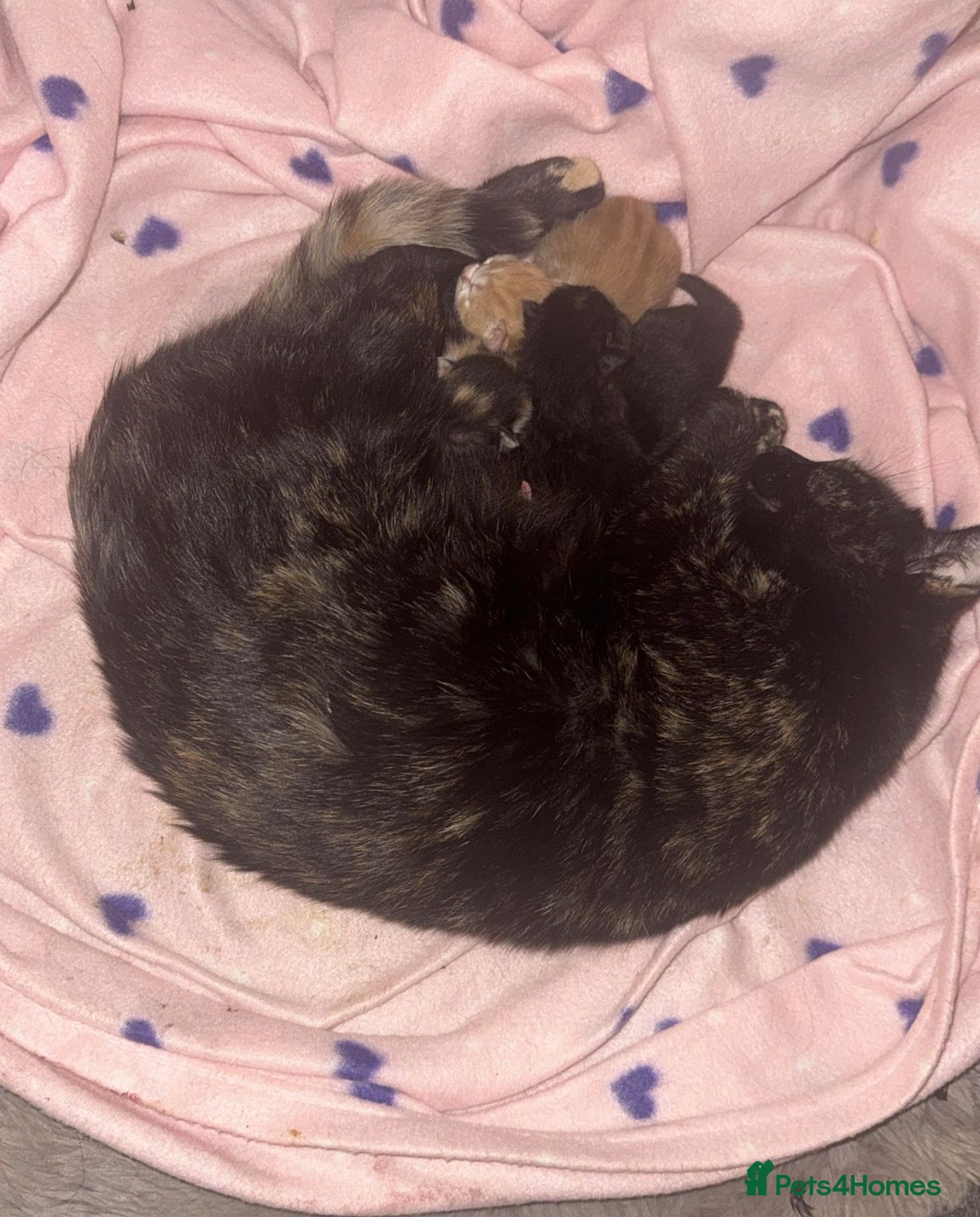 Mixed Breed cats for sale: Two tabby female kittens - Advert 16
