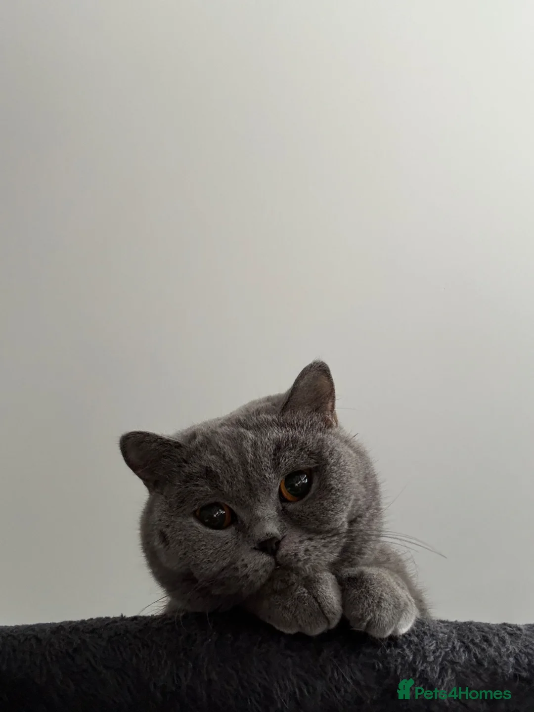 British Shorthair cats for sale: GCCF active queen for sale  - Advert 3