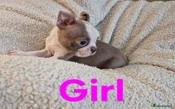 Boston Terrier dogs for sale: Lilac boston babies  - Image 10