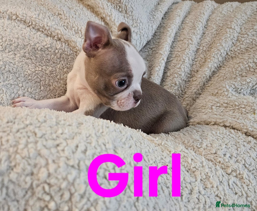 Boston Terrier dogs for sale: Lilac boston babies  - Image 10