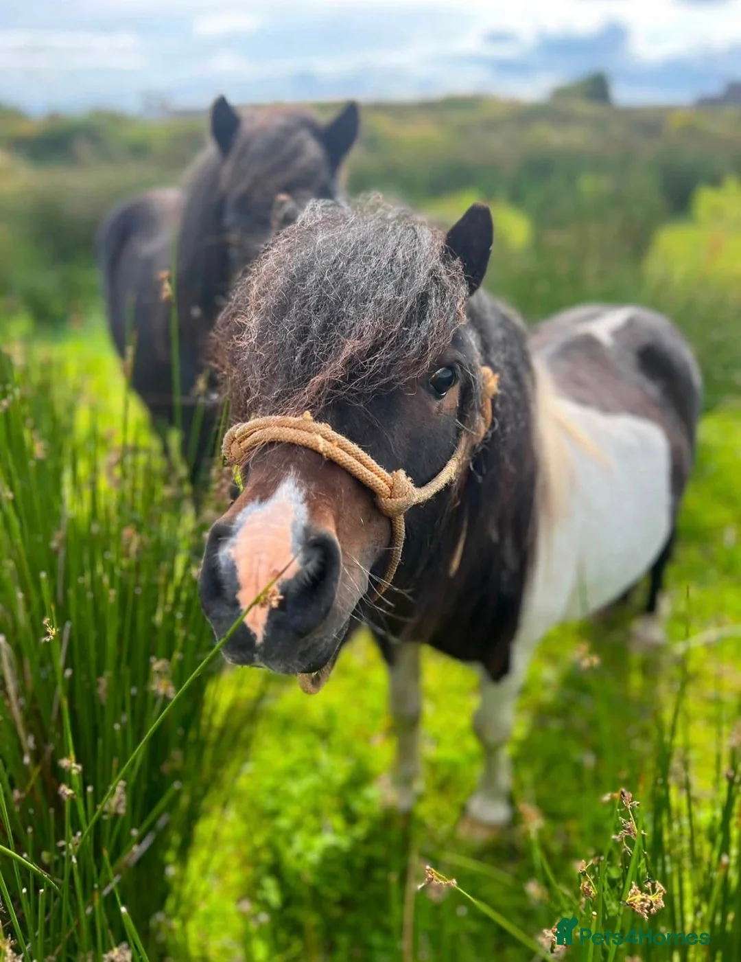 Shetland pony horses for sale: Registered Shetland Looking for His Forever Home - Advert 1