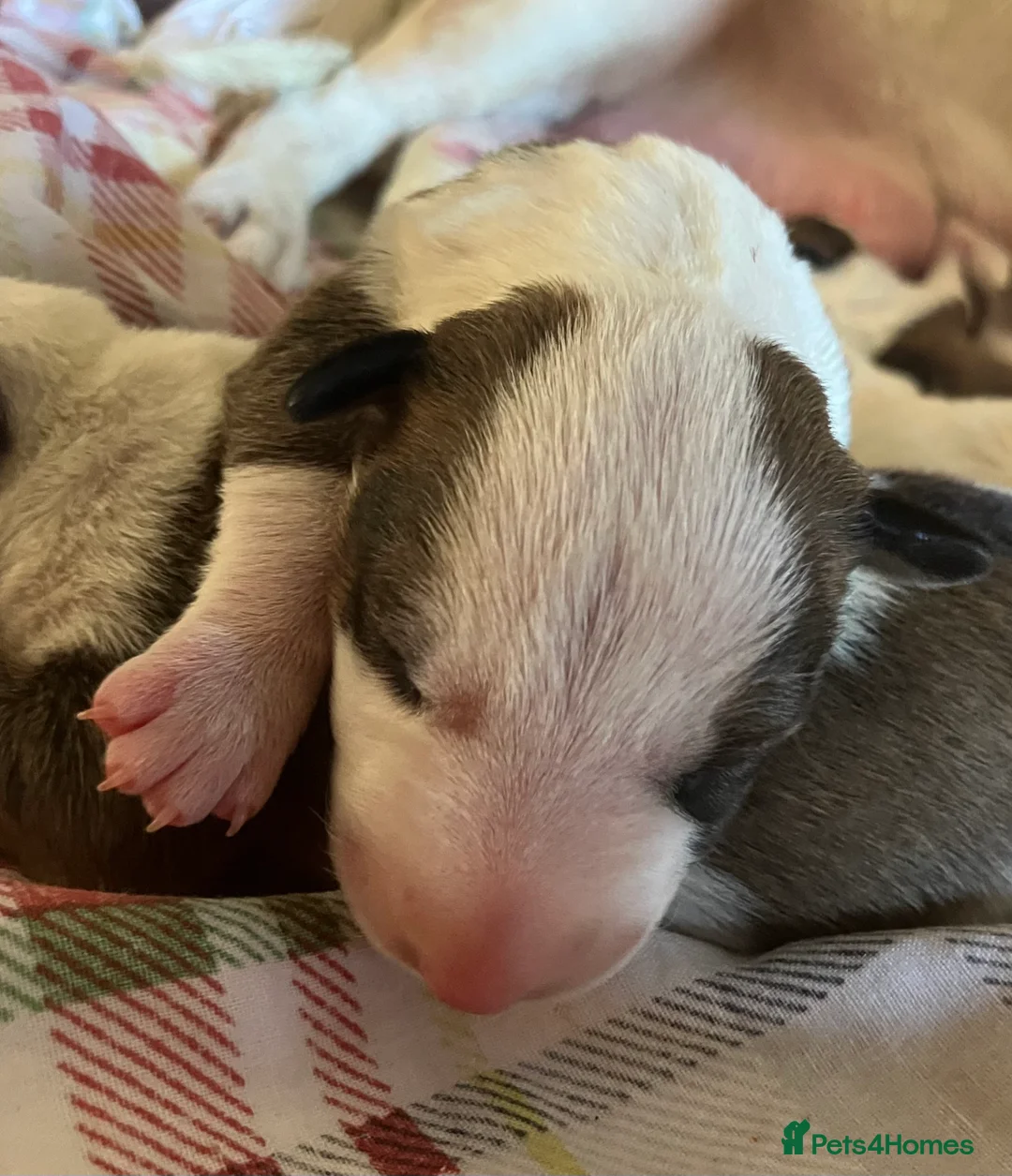 English Bull Terrier dogs for sale: 6 x kc registered English Bull Terriers  in Gloucester - Advert 2