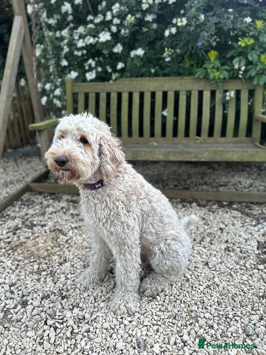 Goldendoodle dogs for sale: Rosa's Rascals Miniature Goldendoodles F2BB's - Advert 1