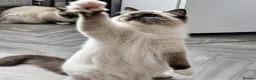 Ragdoll cats for sale: Majestic boy ❤️ - Advert 5