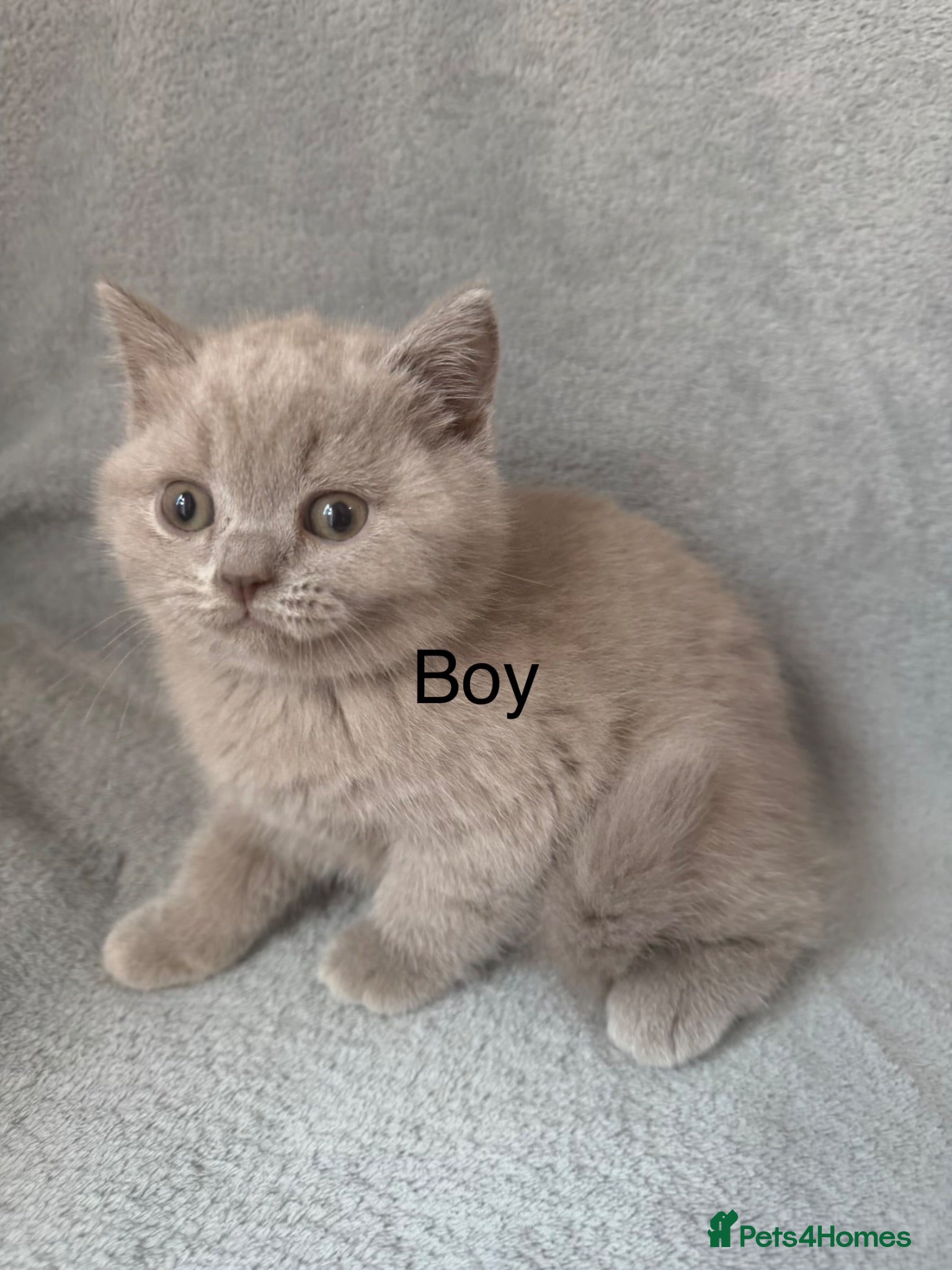 British Shorthair cats British shorthair (lilac,blue)  - Advert 1