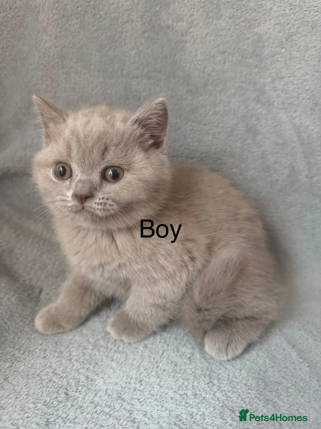 British Shorthair cats for sale: British shorthair (lilac,blue)  - Advert 1