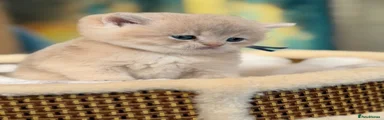 British Shorthair Kitten 3