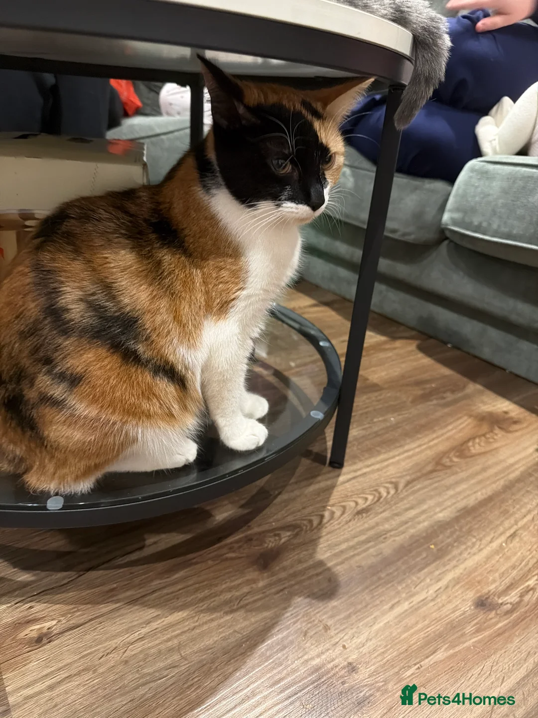 Mixed Breed cats for sale: Stunning kitten for sale  - Advert 4