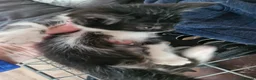 Mixed Breed cats for sale: Black cats  - Advert 8