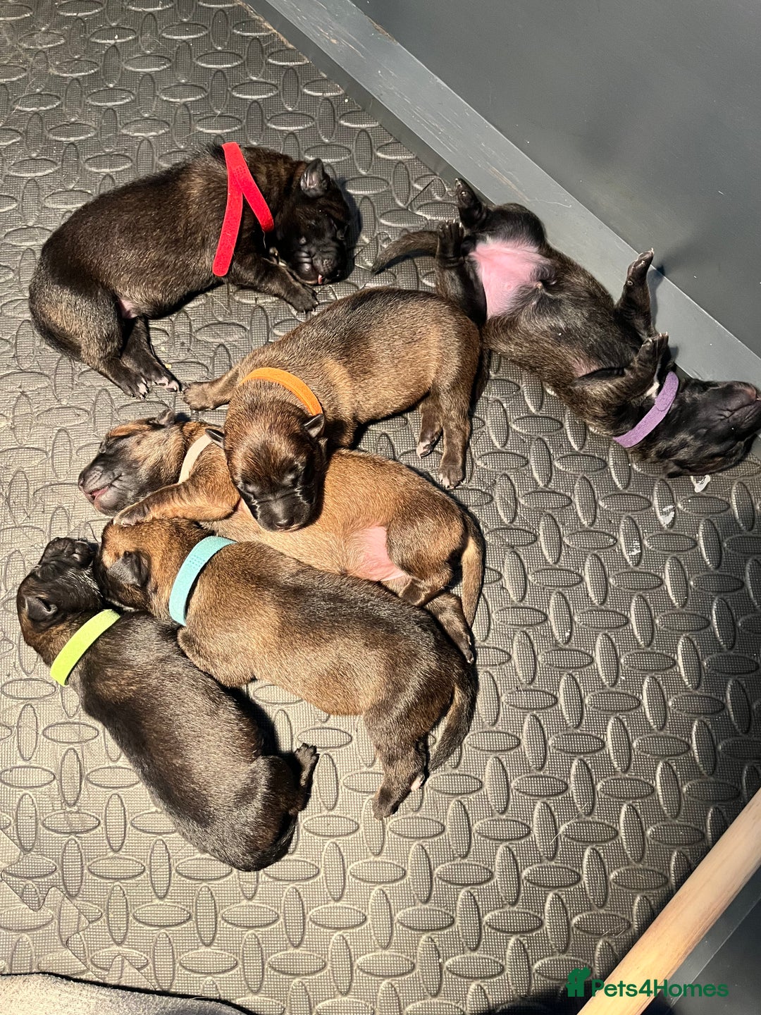 Belgian Shepherd Dog dogs for sale: Belgium malinos  - Advert 1